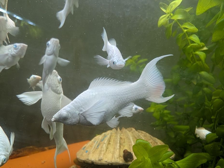 Моллинезия велифера платина