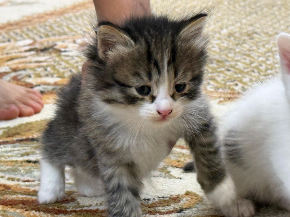 Отдам котят в добрые руки