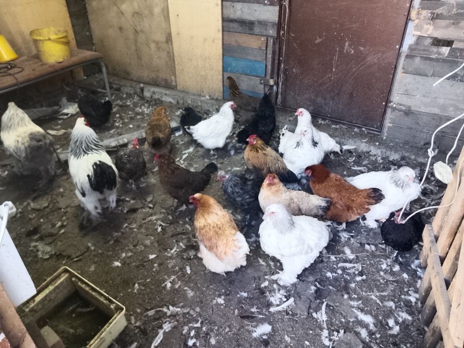 Продам домашних курочек