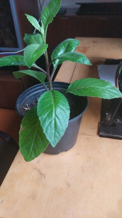 Продам женское счастье, джинура