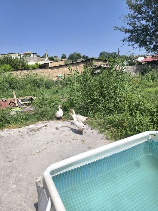G'ozla sotiladi 1 ta erke 2 ayol Ayola tuxumda