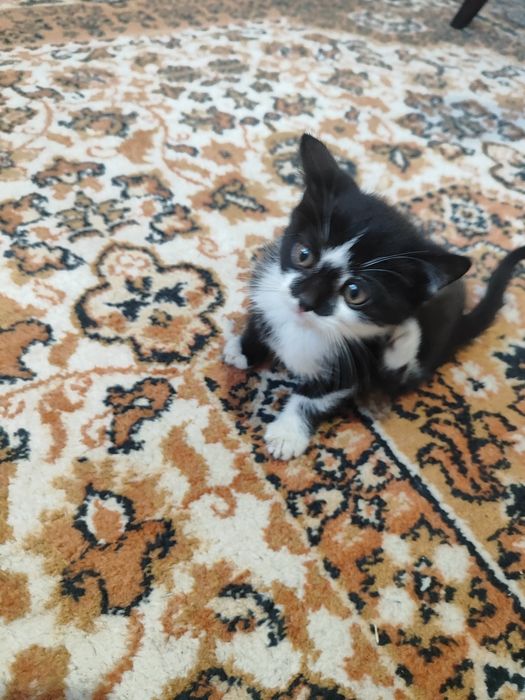 Котята в добрые руки.