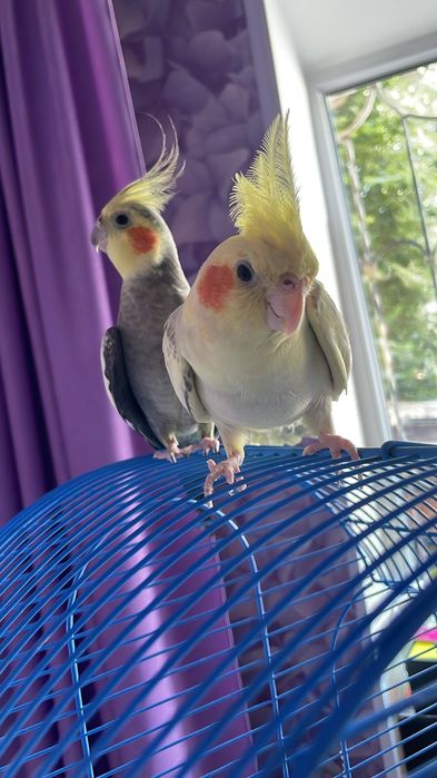 Попугаи Карелы продам