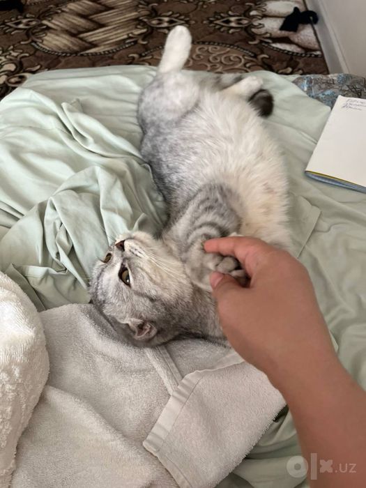 Ишем невестку для кота