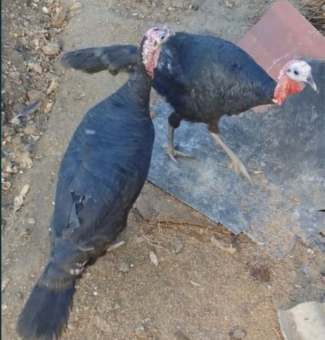 Индейка с апельсинами