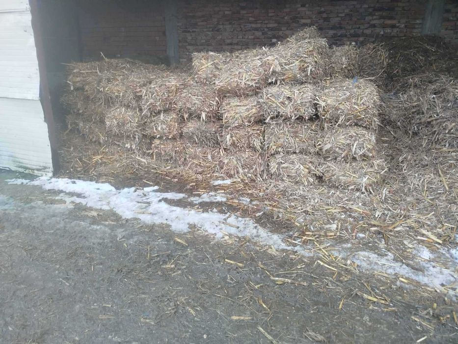 Продавам бали царевичак