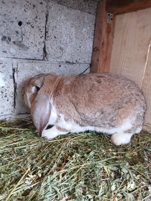 Vând femelă Berbec German!