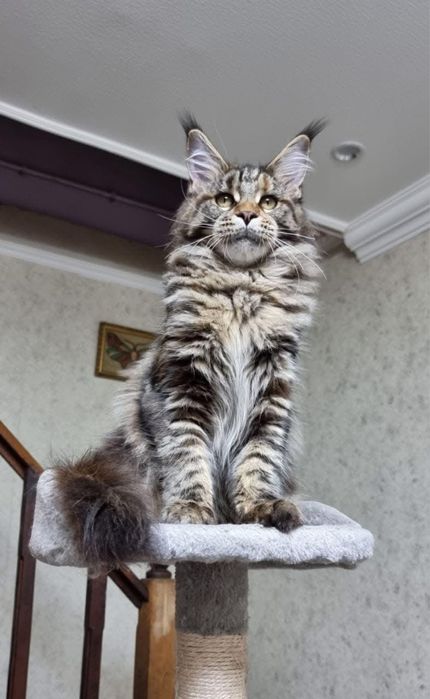 Maine coon superb