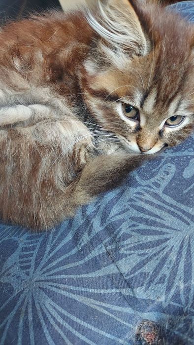 Donez pisicuta superba