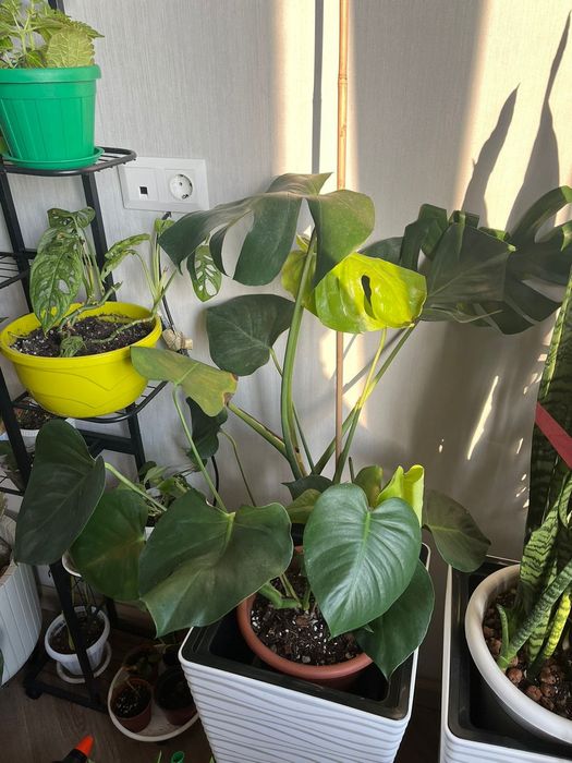 Продам комнатные цветы_