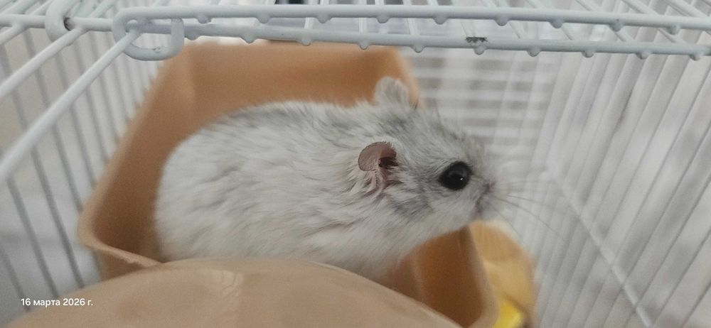 Хомяк вместе с клеткой