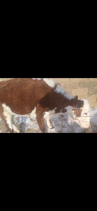 Ақ бас қашар сатылады 450