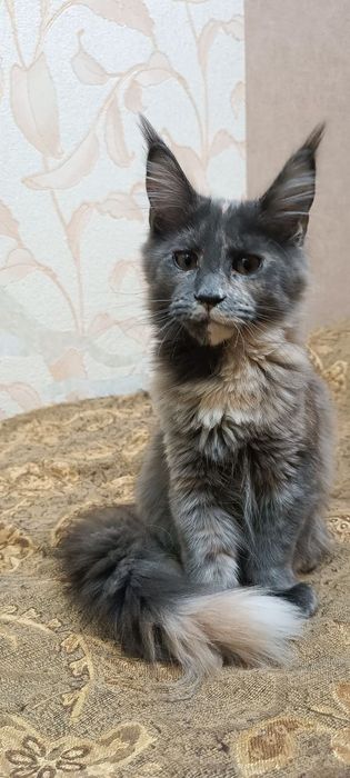 Продаются котята породы Мейн-кун