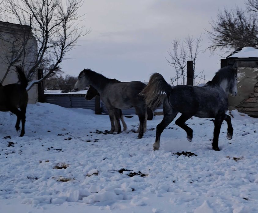 Продам табуного жеребца 7 лет