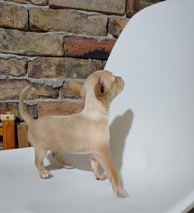 Продам щенка чихуахуа.