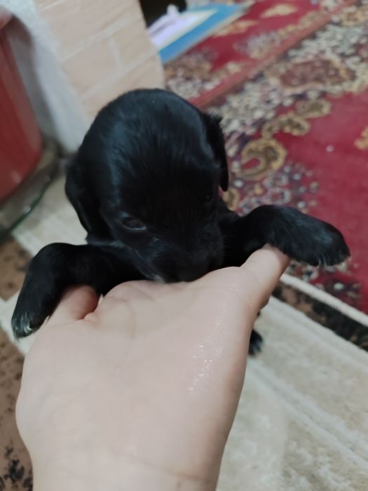 Продам друга для семьи