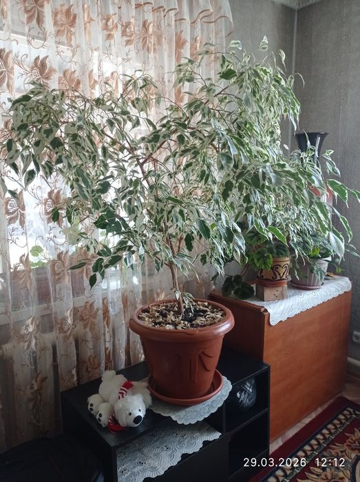 Продаются комнатные растения.