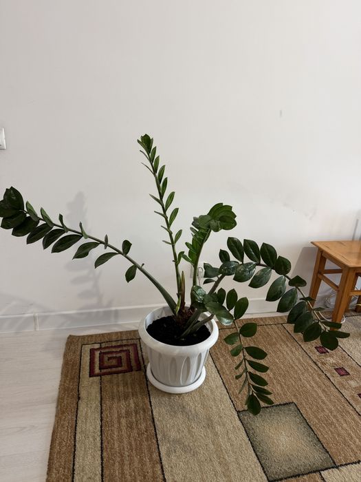 Продам Замиокулькас - долларовое дерево