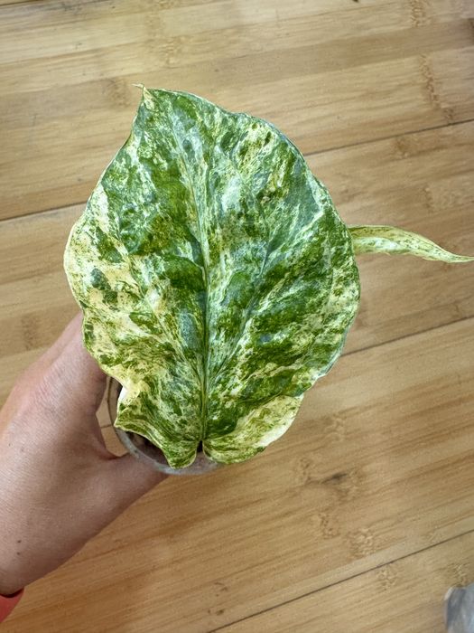 Сциндапсусы и эпипремнумы