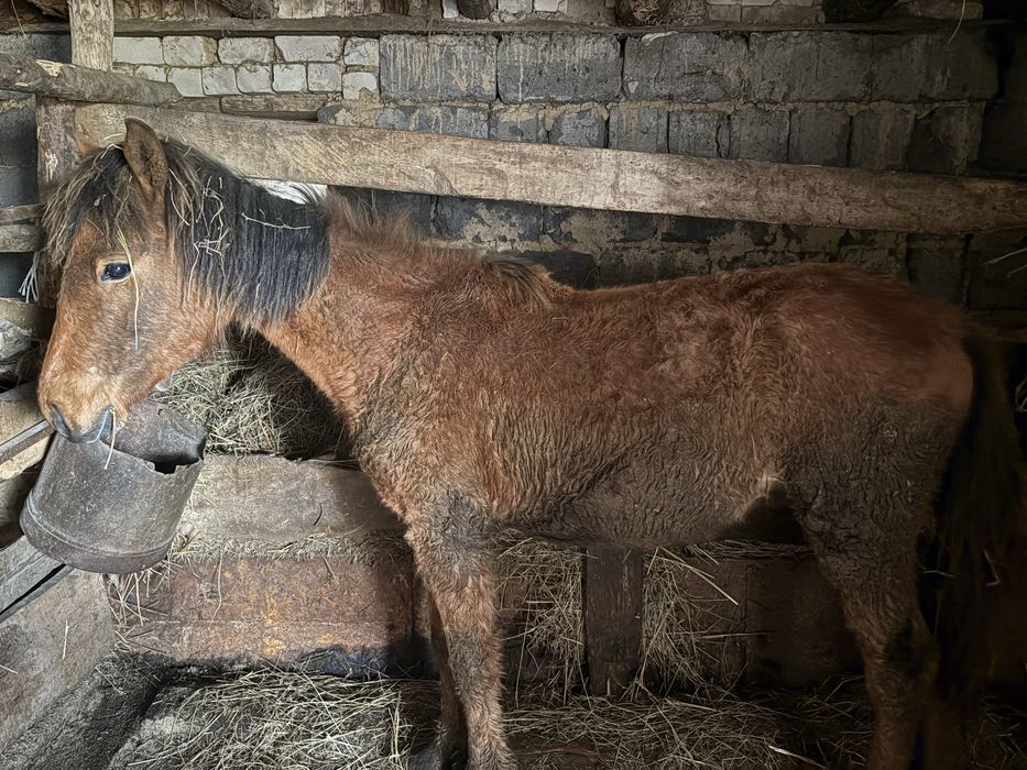 Жабагы сатам еркек