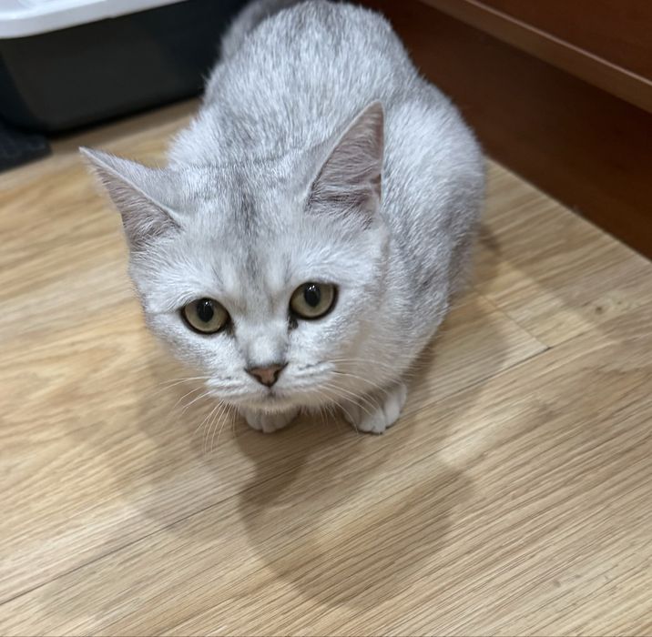 Серебристая шиншилла, девочка