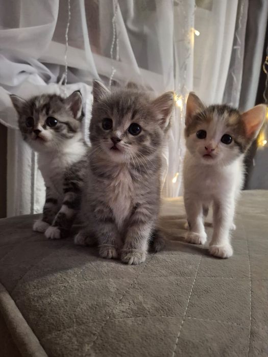 Отдам котят в добрые руки