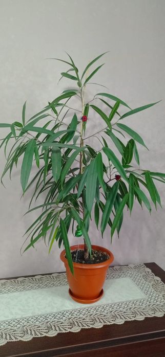 Продам фикус Али 90 см