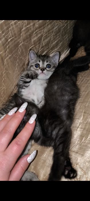 Срочно отдаём котят в добрые руки