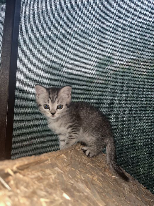Шотланские котята