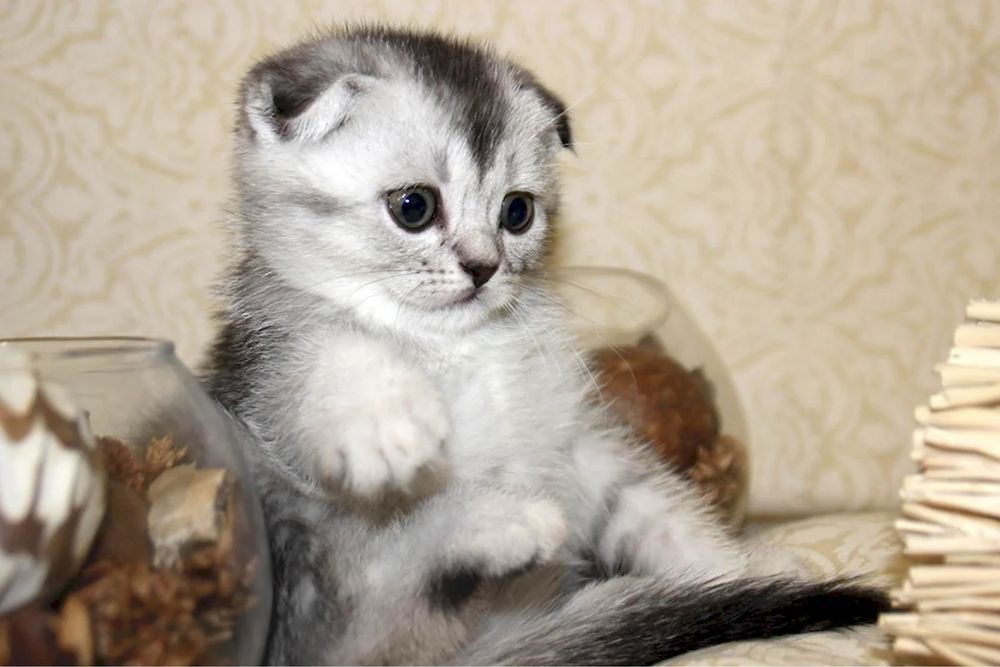 шотландские котята
