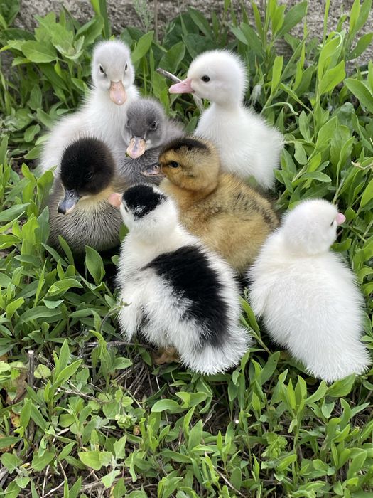 Boboci de rata polare romanesti pekin macaitoare