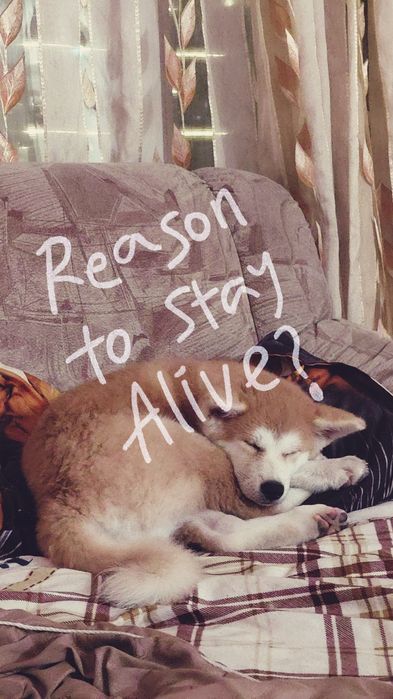 Акита-ину по кличке элис