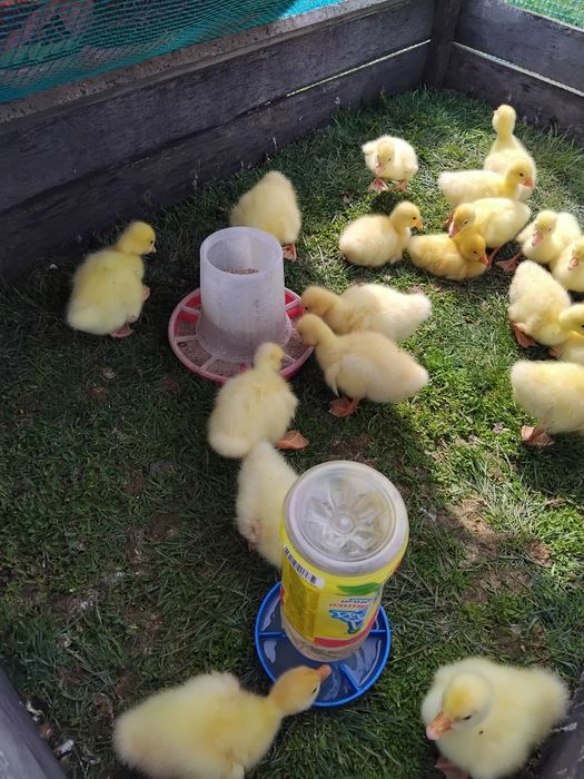Продам гусят    .