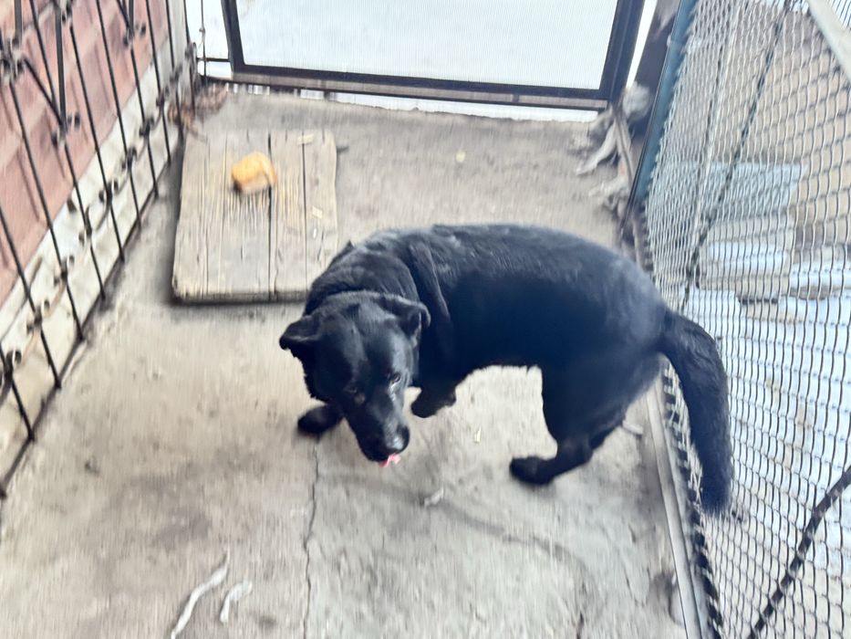 Отдам в добрые руки