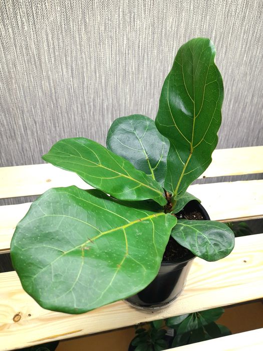 Продам Фикус Шривериана