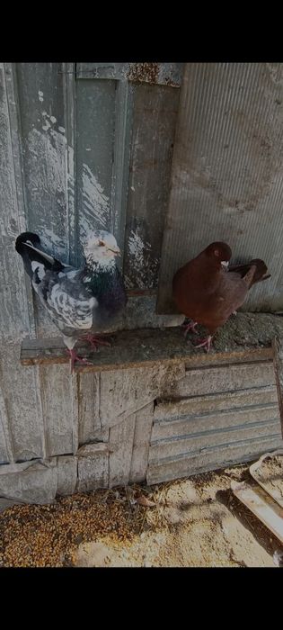 Porumbei Kingi scurți de frumusețe