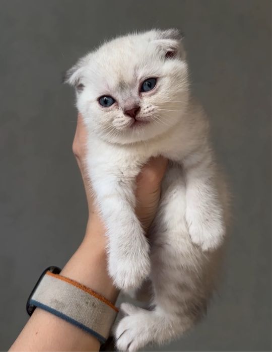 Мушук болалари сотилади