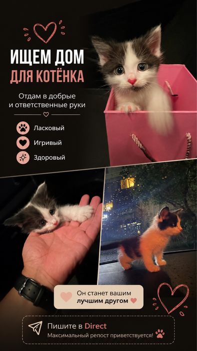 Отдам котенка в добрые руки