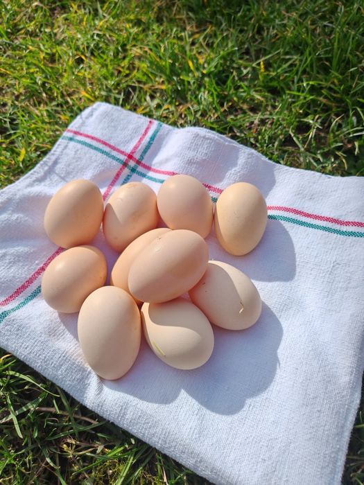 Oua  pentru incubat RASA BRAHMA