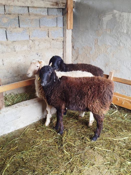 Қой сатылады Тұсақ