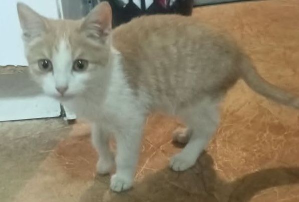 Котенок мальчик 3 мес