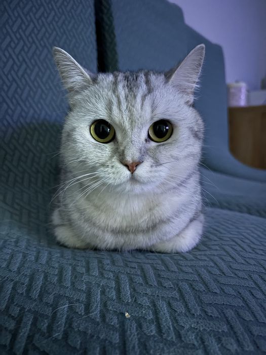 Продам кошку в добрые руки