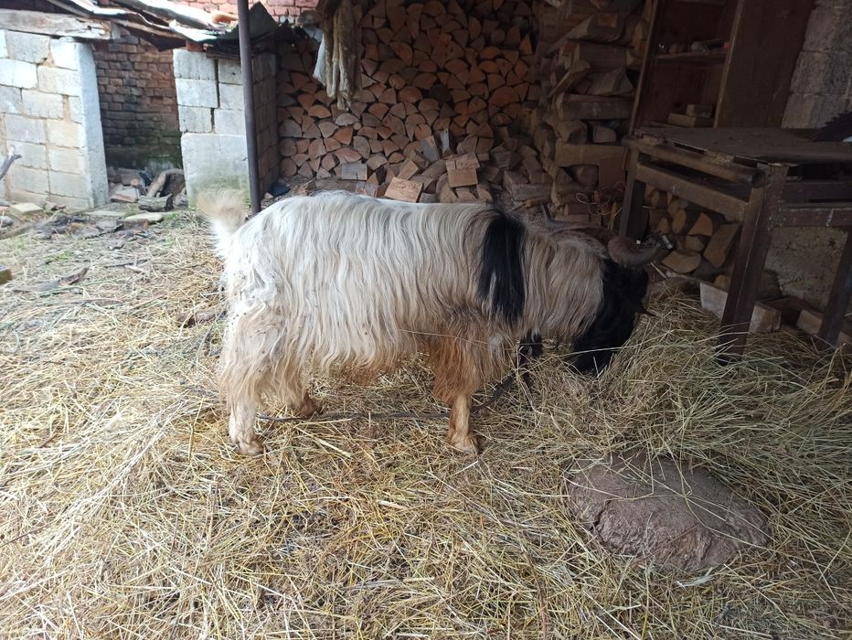 Vând țap în comuna Domașnea