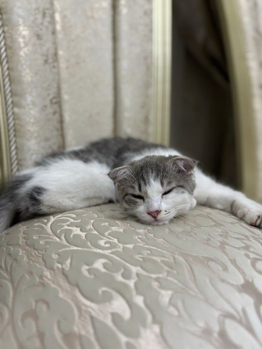 Кошечка ласковая и милая