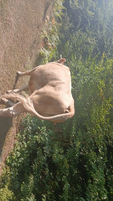 Vaca si vitel de vanzare