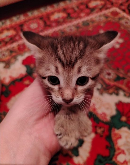 Котёнка одам бесплатна