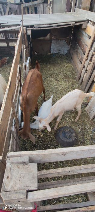 Vând doar iezi, caprele am nevoie pentru reproducere