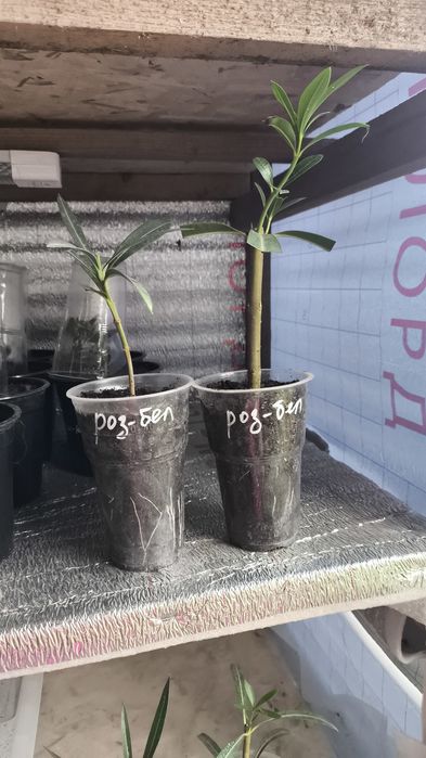 Олеандр махровый