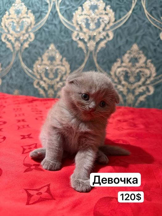 продаются котята, чистокровные