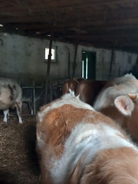 Viteii baltati de vanzare